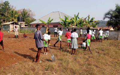 Anbau Grundnahrungsmittel bei NABI Ghana